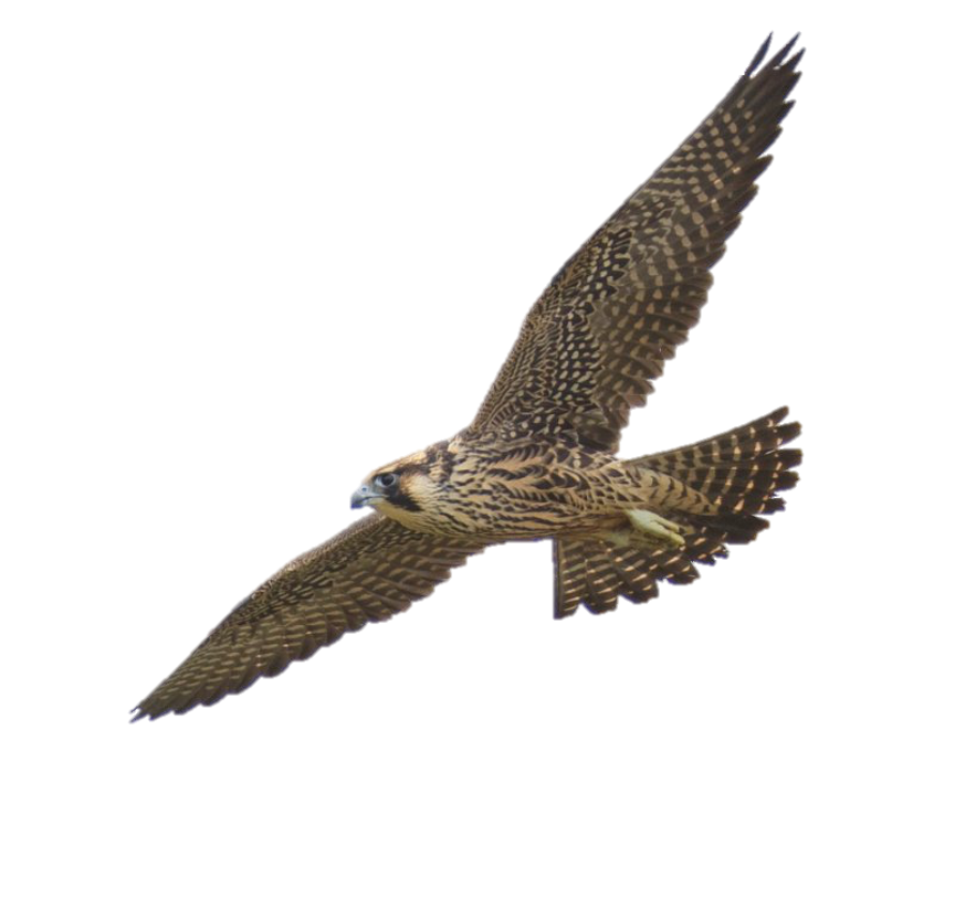 Logo Falcon